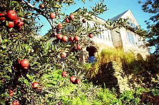 Apple Orchards of Himachal