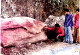 Himalayan Fossil