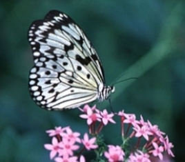 Dharamsala Butterfly