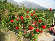 Roses Vidya Niwas, Dharamsala