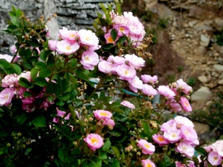 Green Rose Dharamsala