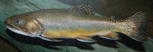 Trout Fish in Dharamsala