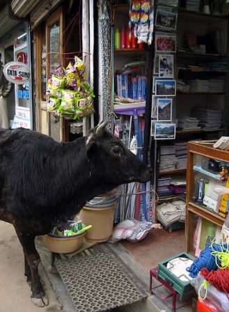 Dharamsala Shopping 