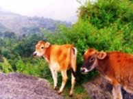 Himalayan Cow, Dharamsala