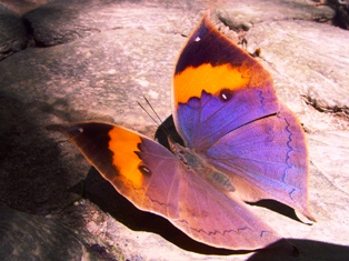 Himalayan Butterfly, Dharamsala 