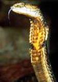 King Cobra, Himachal