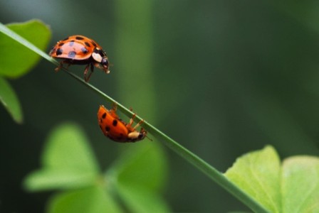 Lady birds Himalaya