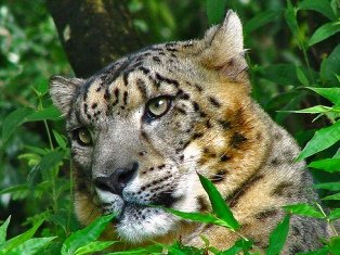 Renuka Leopard Park