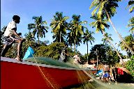 Palm trees Goa