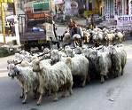 Sheep Day, Kangra